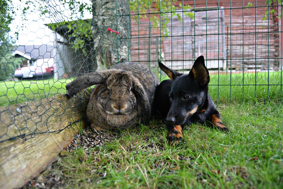 Kanin, Hund, Hjälte, hundensbästavän